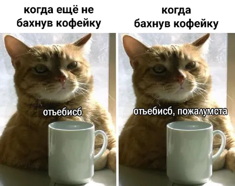 Кот до и после кофе