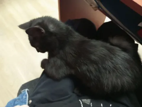 Кот мешает работать