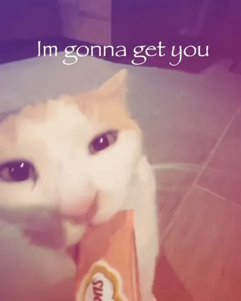 Cat Is Gonna Get You