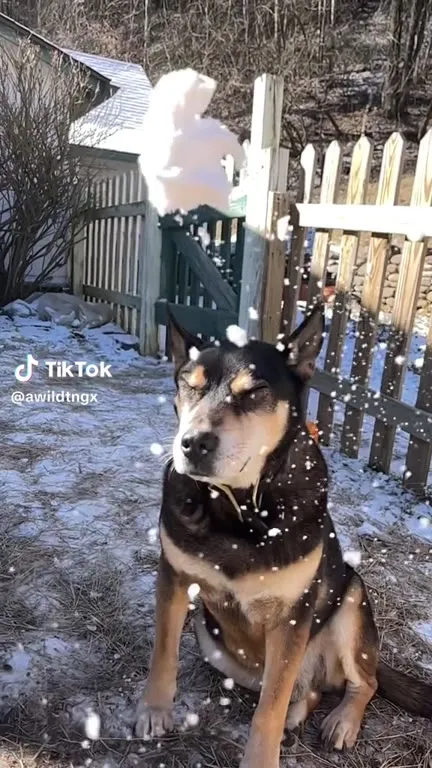 Пёс сохраняет невозмутимость