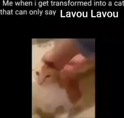Cat That Can Only Say Lavou