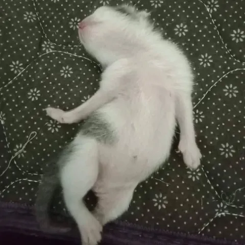 Белый кот уснул на кровати