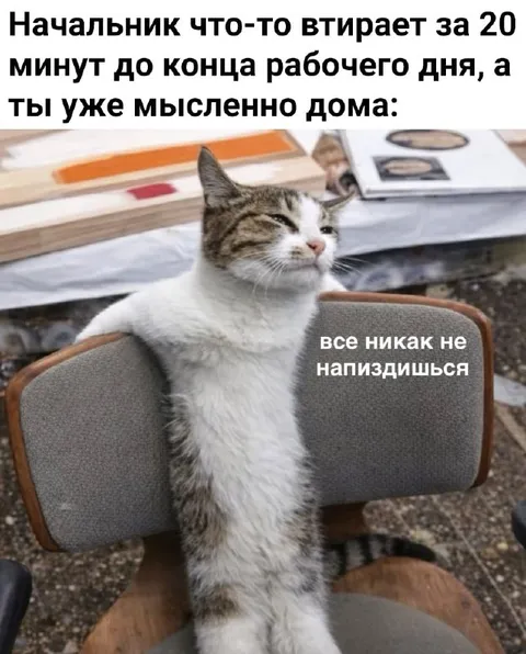 Кот уже мысленно дома
