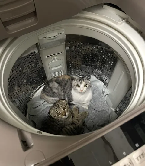 Кошки в стиральной машине