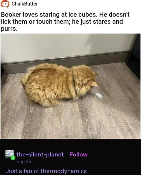 Cat Stares at Ice Cubes