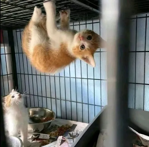 Котёнок на потолке клетки