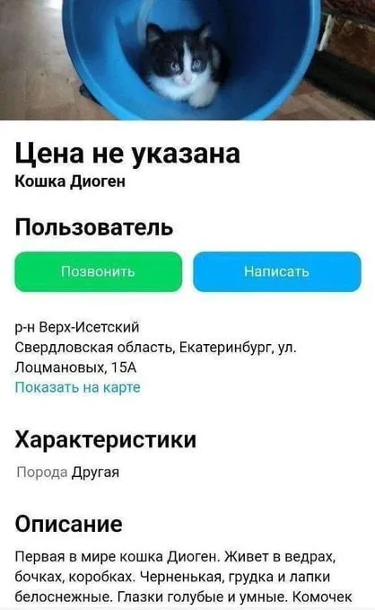 Кошка Диоген в ведре