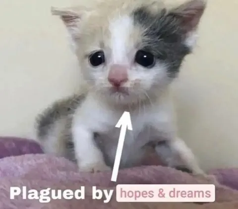 Plagued by Hopes and Dreams