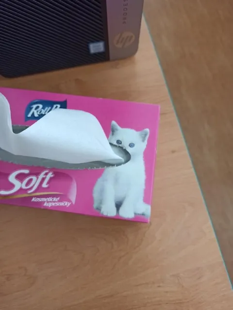 Kotě schované v kapesníčkách