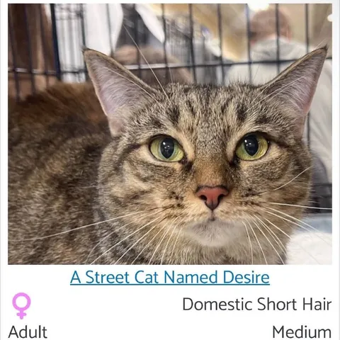 A Street Cat Named Desire