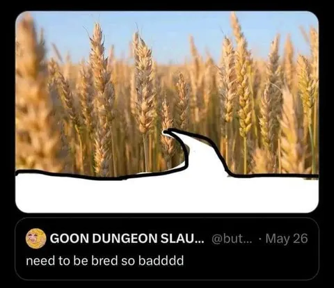 Wheat Field Needs Breeding