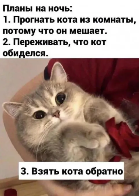 Планы на ночь с котом