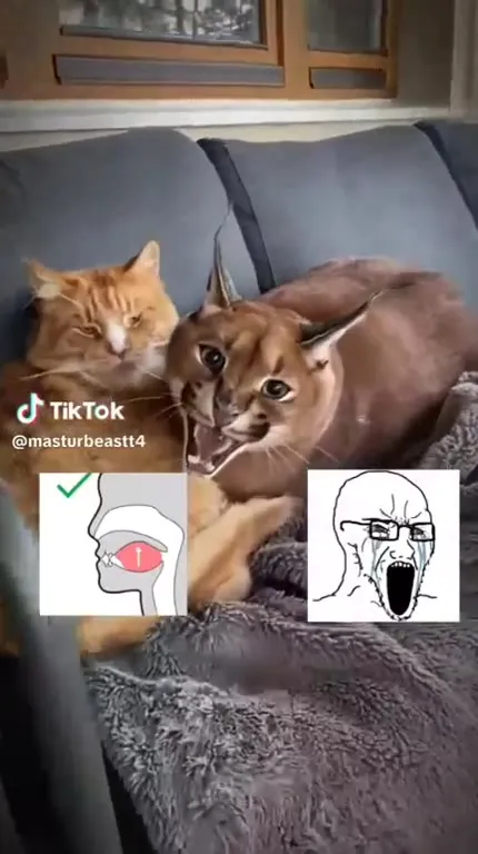 Кот и дикий крик