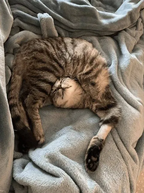 Кот сладко спит на одеяле