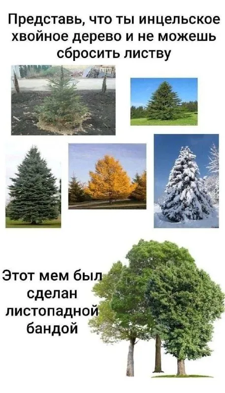Инцельское хвойное дерево