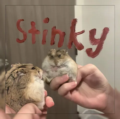 Stinky Hamsters Being Held