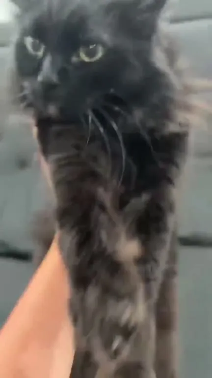 Кот танцует на руках