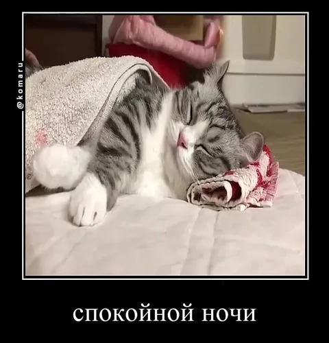 Спокойной ночи, котик