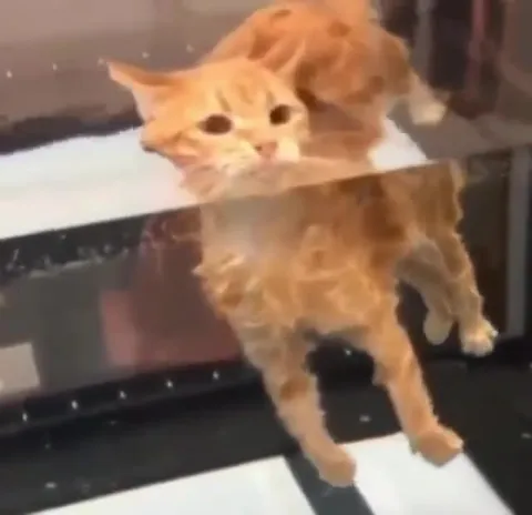 Кот играет на пианино