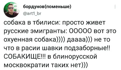 Собака в Тбилиси