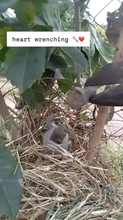 Heart Wrenching Bird Feeding