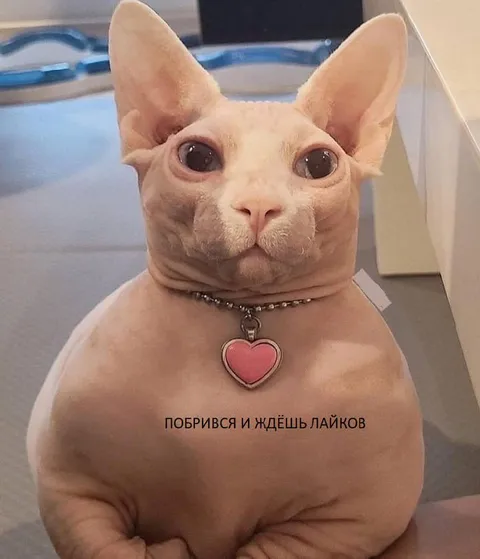 Побритый кот ждёт лайков
