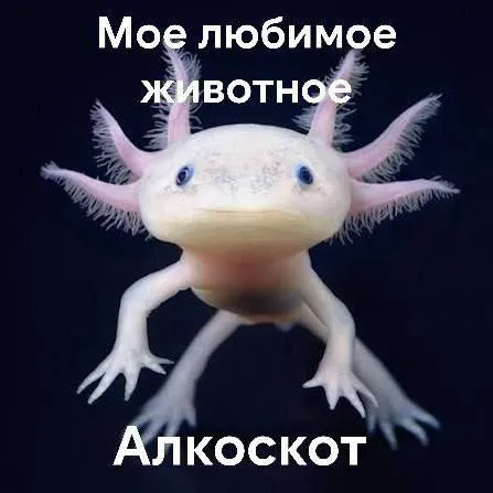 Моё любимое животное — алкоскот