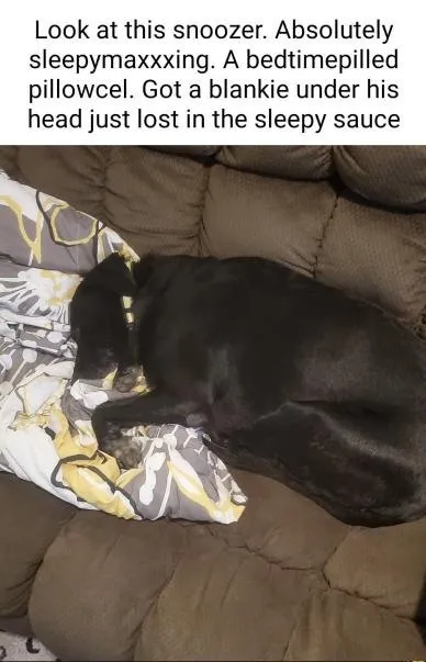 Black Dog Lost in Sleepy Sauce