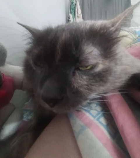 Уставший сердитый кот