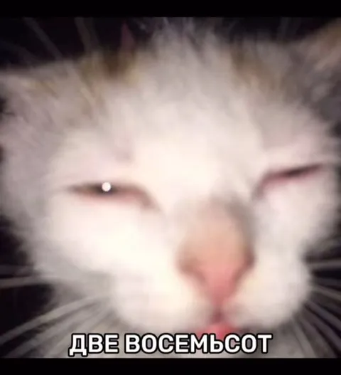 Кот говорит «две восемьсот»