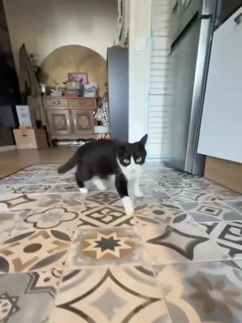 Deftones Cat Approaches
