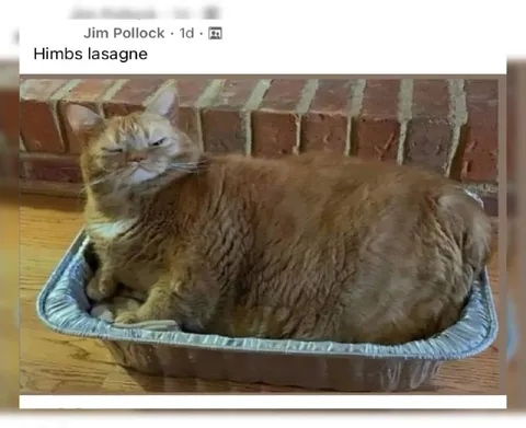 Himbs Lasagne Cat