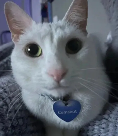 White Cat Cumshot Tag