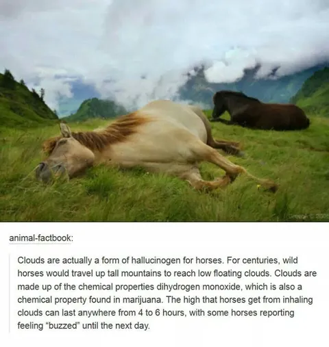 Horses Get High on Clouds
