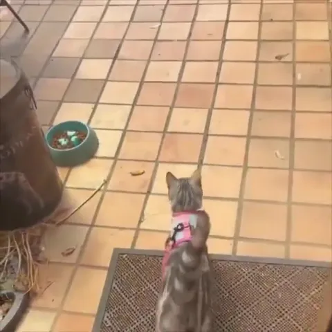 Кот сбежал на прогулку