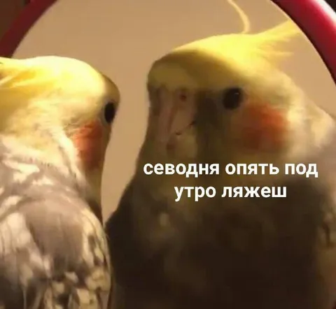 Попугаи ругают за поздний сон