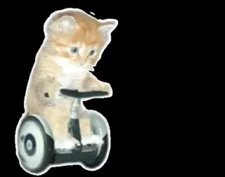 Котёнок на гироскутере