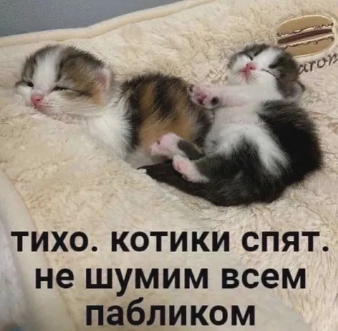 Тихо, котики спят