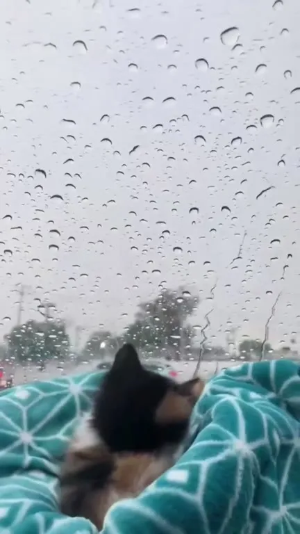 Котёнок смотрит на дождь