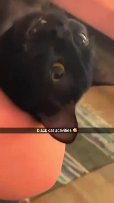 Black Cat Activities