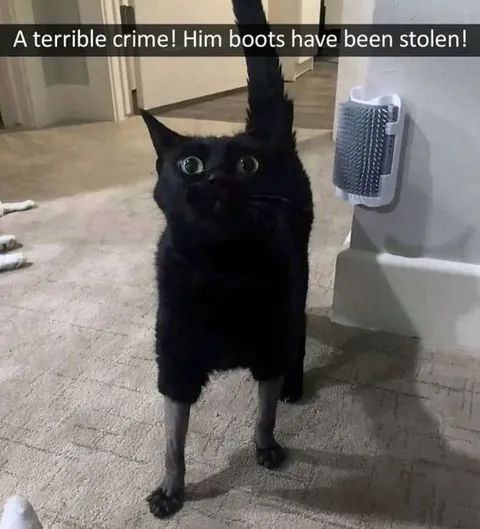 Cat Loses His Boots