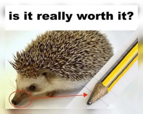Is It Really Worth It Hedgehog