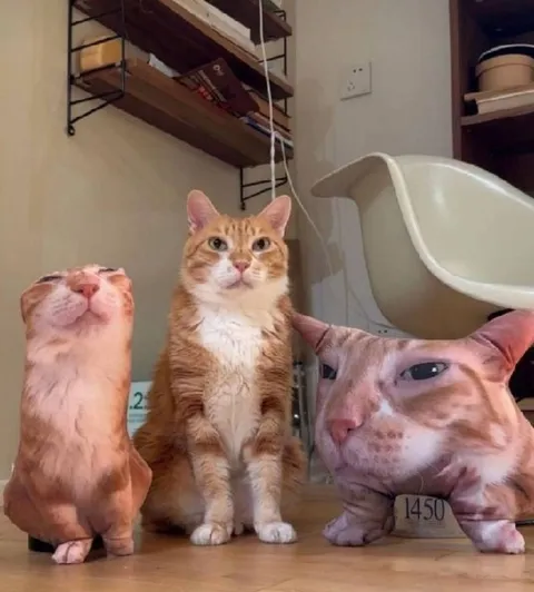Три рыжих кота
