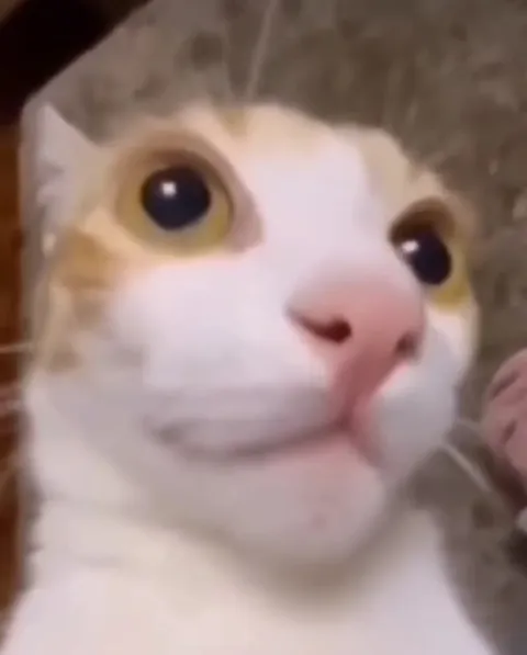 Кот, когда всё сбылось