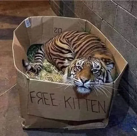 Free Kitten Tiger Box