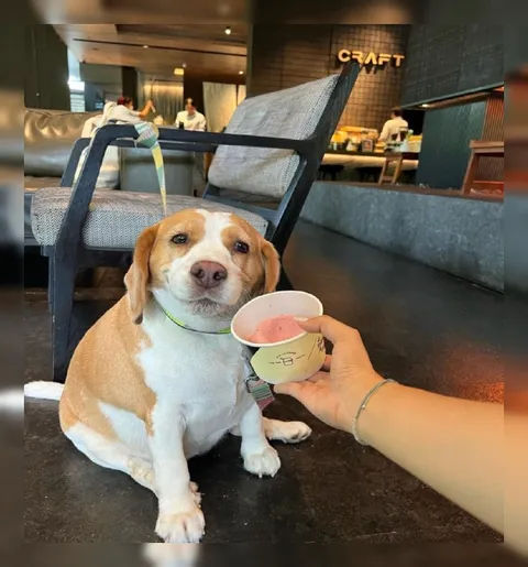 Dog Waiting for Ice Cream