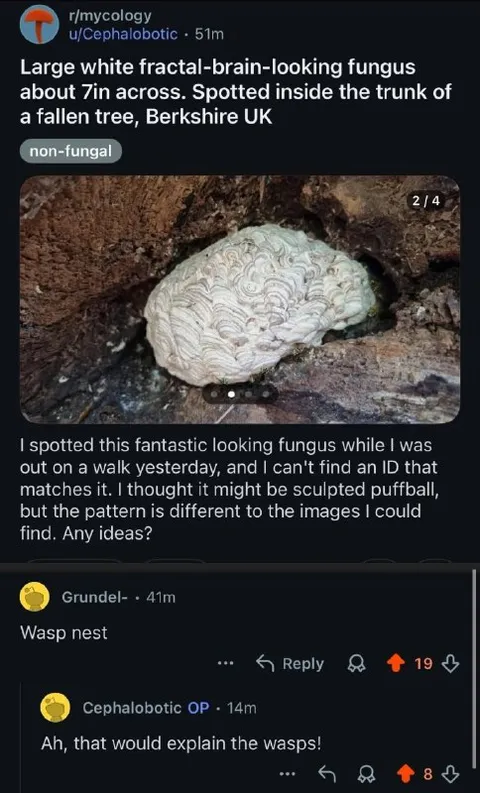 Mysterious Fungus Wasps Nest