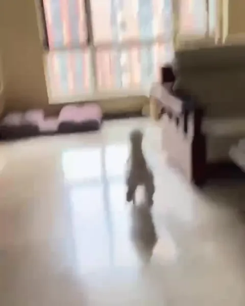 Кот бежит к когтеточке