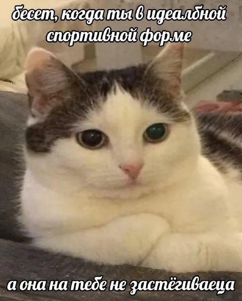 Кошка в идеальной форме
