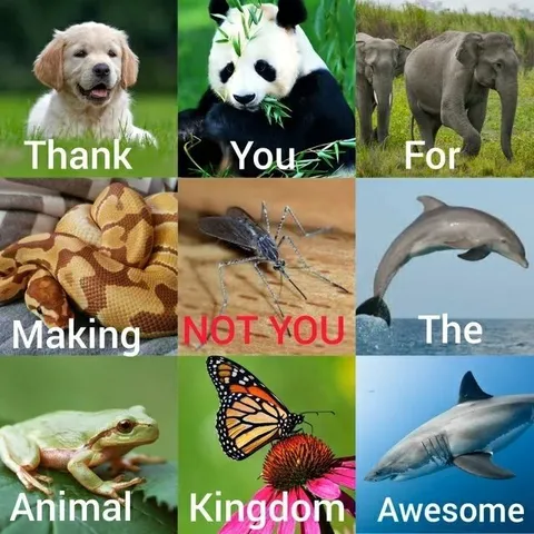 Thank You for Making Not You